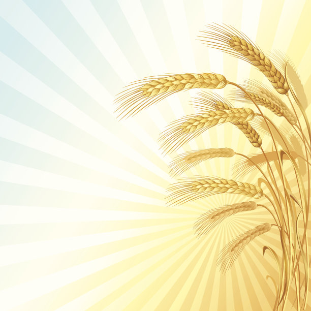 麦田和旭日的插图图片下载