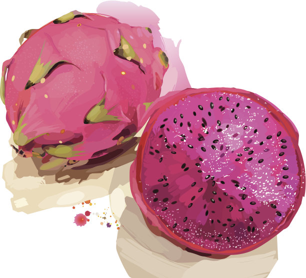 龙果水彩画图片下载