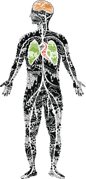 人体解剖学图片下载