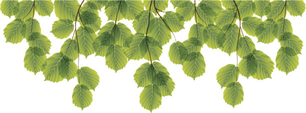 透明的绿叶图片下载