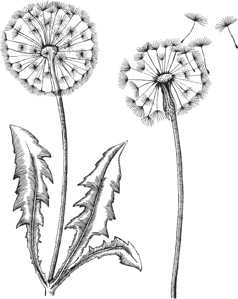 株蒲公英图片下载