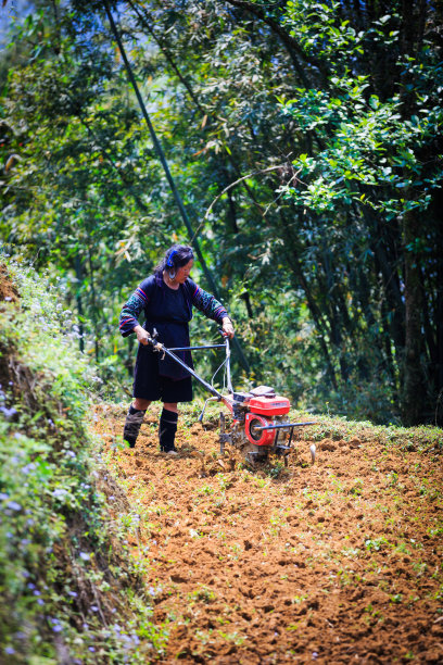 在田间工作的越南年长妇女图片下载