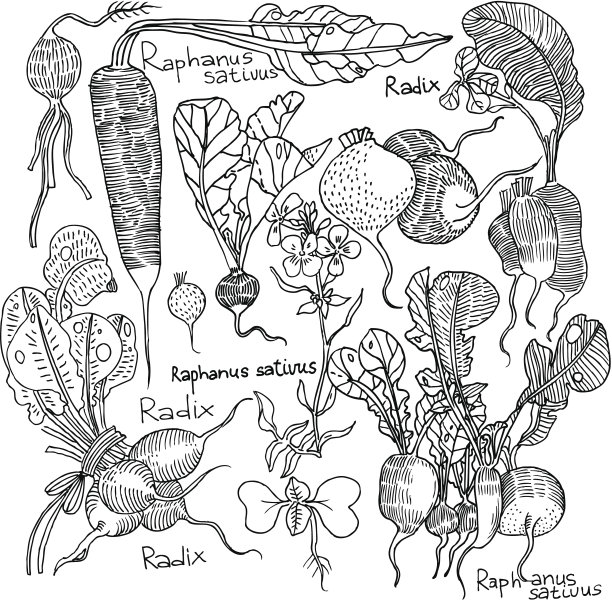 蔬菜的背景图片下载