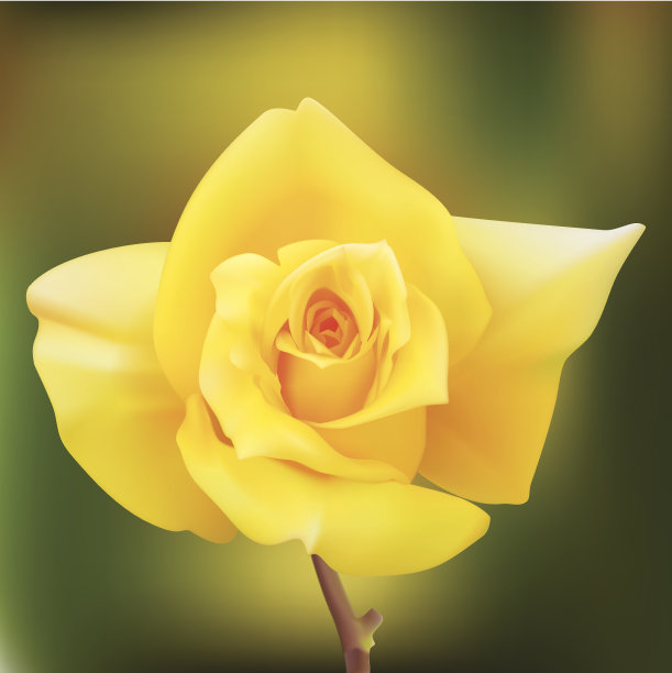 黄色玫瑰-矢量插图图片下载