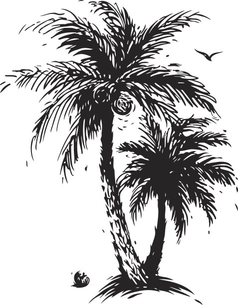 椰子棕榈树图片下载