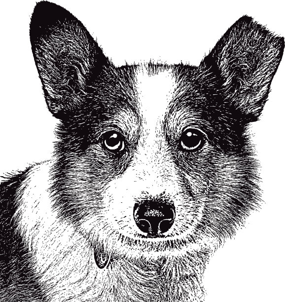 狗肖像图片下载