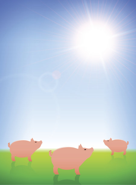 田野里的猪图片下载