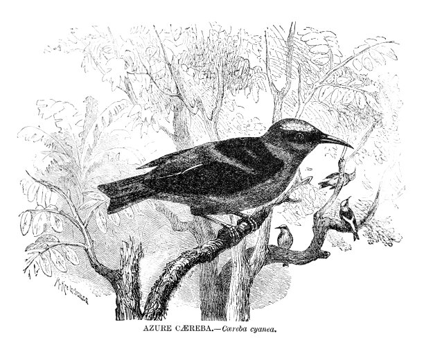 蔚蓝的卡雷巴图片下载