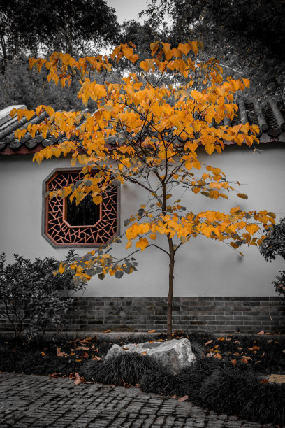 东方树图片下载