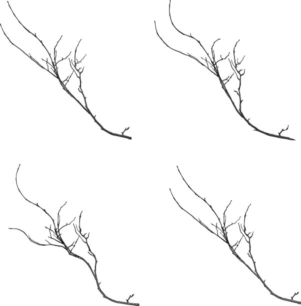 在白色背景上孤立的树枝图片下载