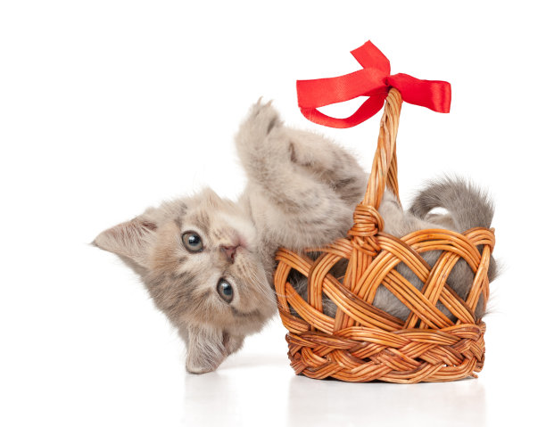 灰色的小猫躺在一个篮子里图片下载