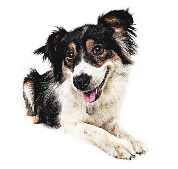 快乐的狗断路图片下载