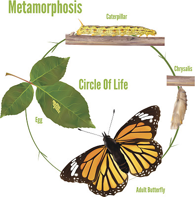 蝴蝶的生命周期-矢量插图图片下载