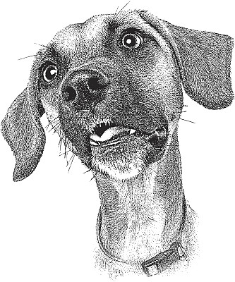 狗肖像图片下载