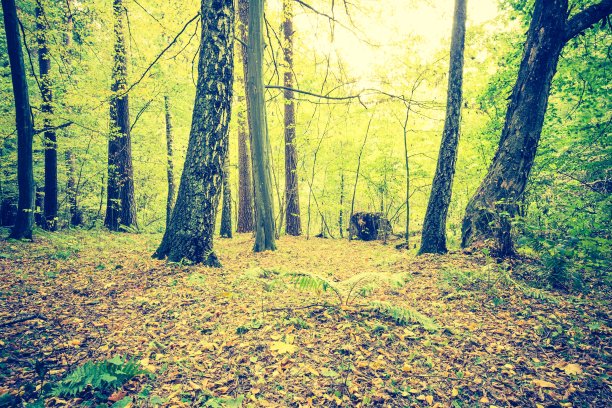 秋天森林景观的复古照片图片下载