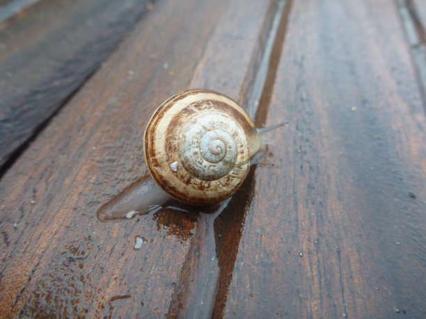 缓慢移动的蜗牛在木甲板上爬行图片下载