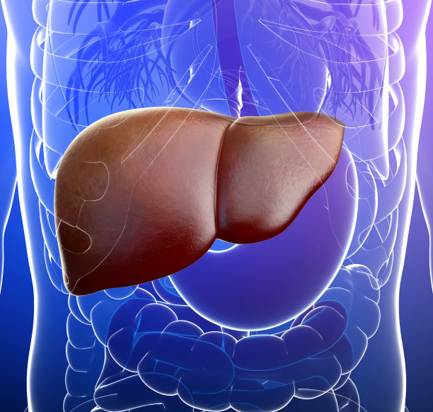 男性肝脏解剖学图片下载