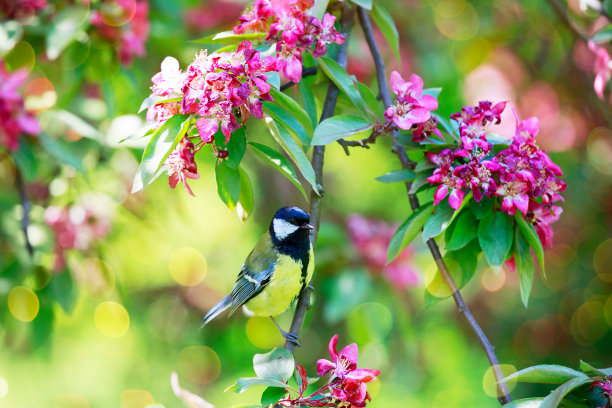 山雀坐在苹果花的树枝上。图片下载