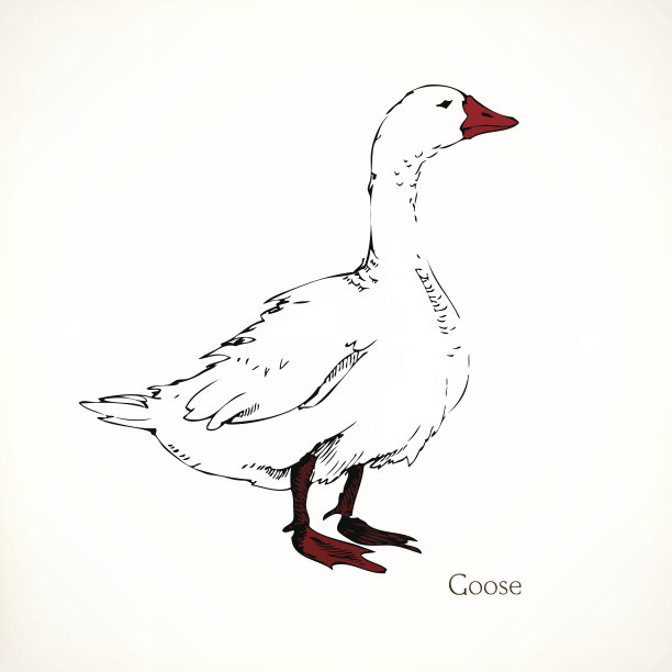 鹅、矢量插图图片下载