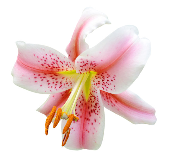 粉色的百合图片下载