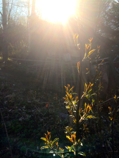 太阳照在一根刚长出春天叶子的树枝上图片下载