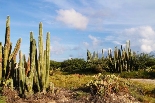大的仙人掌植物图片下载