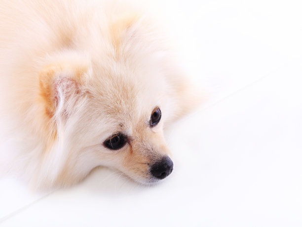 白色博美小狗图片下载