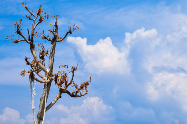 树的风景图片下载