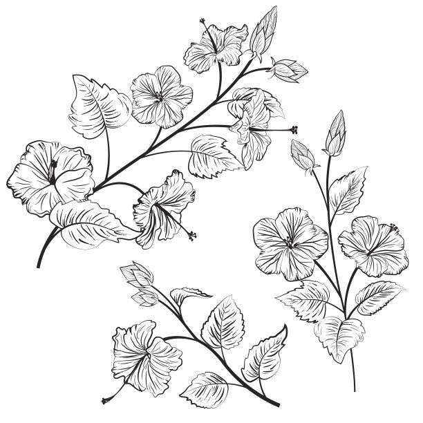 木槿花植物风格插图图片下载