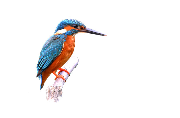 美丽多彩的翠鸟，雄性蓝耳翠鸟图片下载