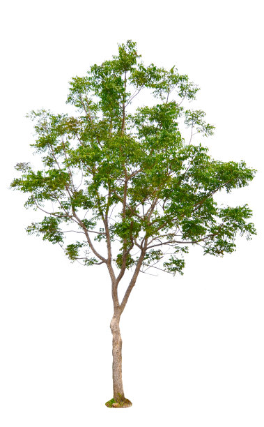 绿色的树图片下载