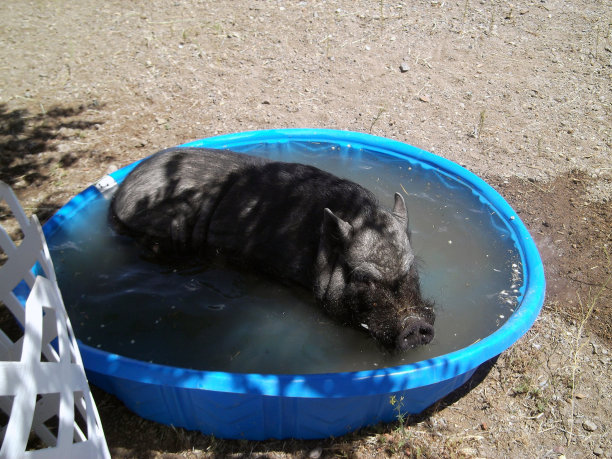 池子里的猪图片下载