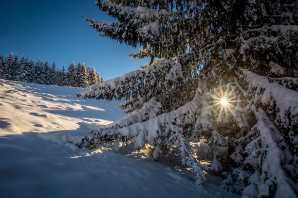 雪树图片下载