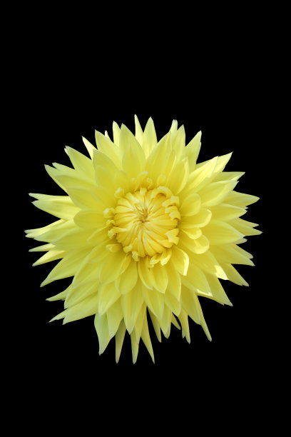 大丽花黄色图片下载