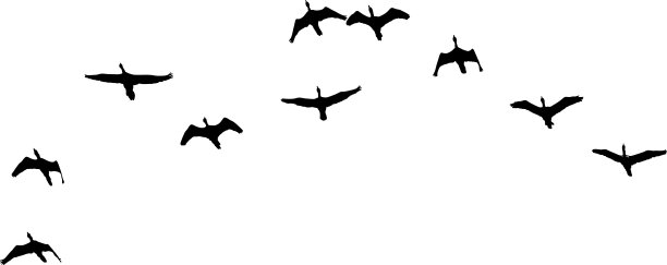飞鸟的剪影。孤立在白色图片下载