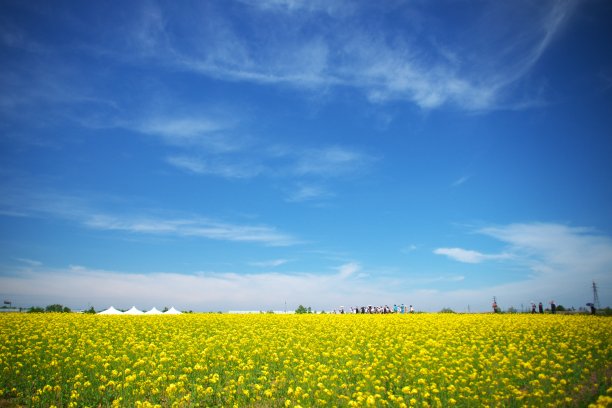 全面rape-blossom领域图片下载