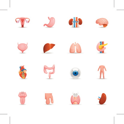 颜色图标-人体器官图片下载