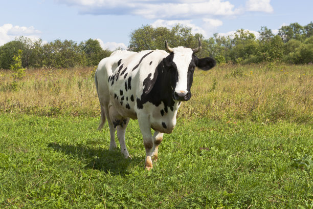 牛在草地上图片下载