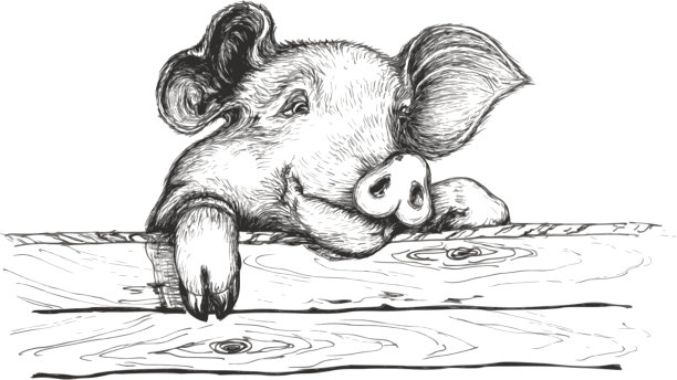 狡猾的猪图片下载