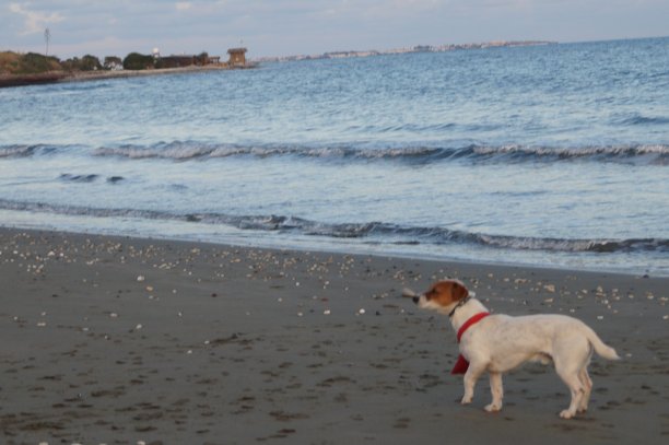 沙滩上戴着红色围巾的神秘狗图片下载