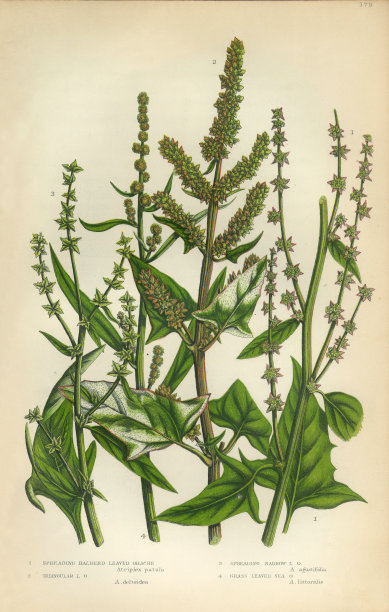 Orache, Atriplex, Saltbush，维多利亚植物插图图片下载