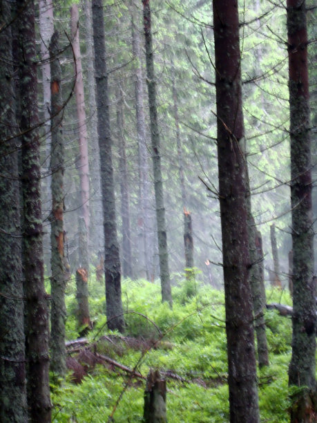 雾中的森林图片下载