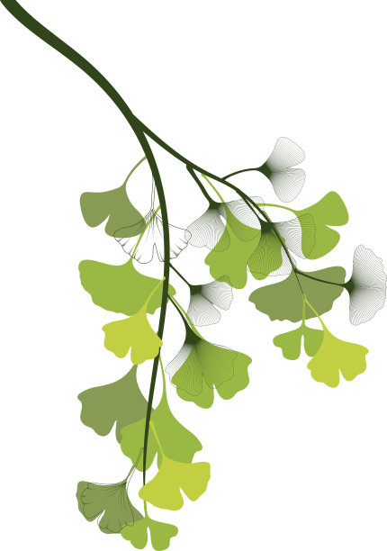 银杏春枝图片下载