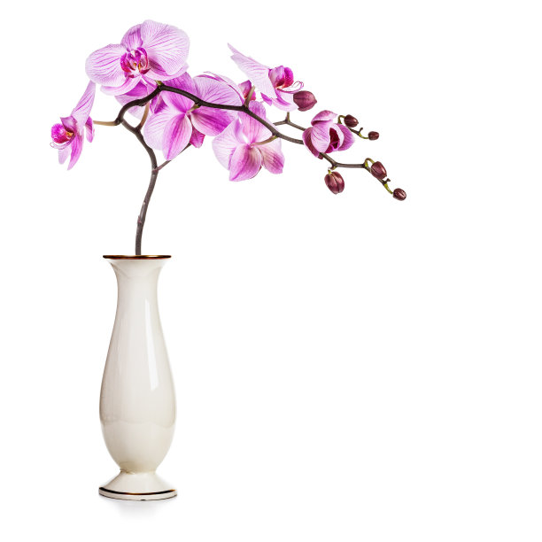 兰花在花瓶图片下载