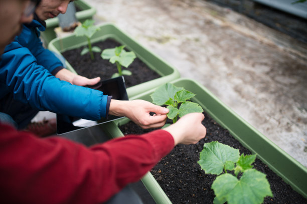 两个人在温室里用平板电脑图片下载
