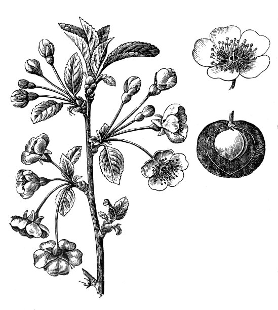 樱桃(酸樱桃、酸樱桃或矮樱桃)图片下载