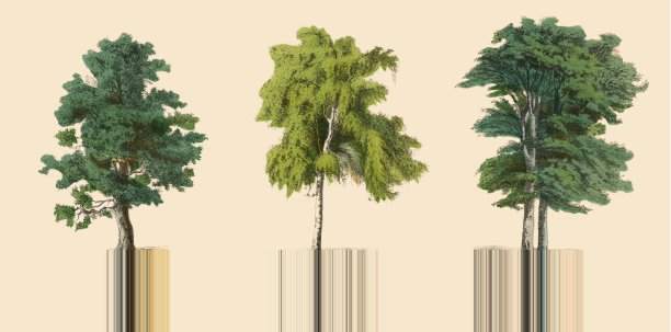 观赏树木在森林，维多利亚植物插图图片下载