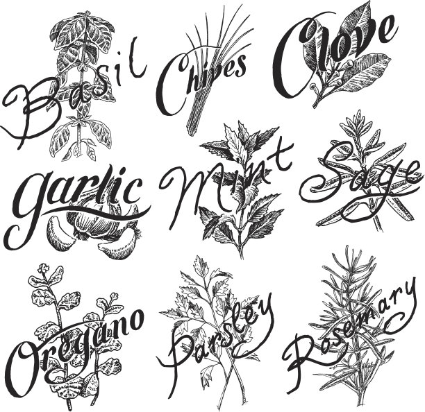 香料，罗勒，薄荷，丁香，欧芹，牛至，大蒜，香葱，迷迭香图片下载