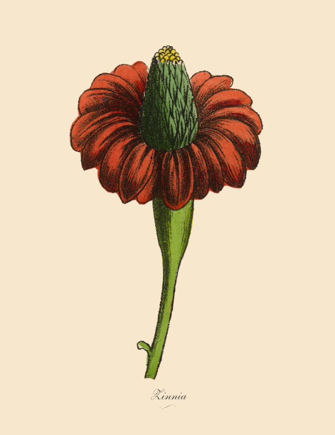 百日草，维多利亚植物学插图图片下载