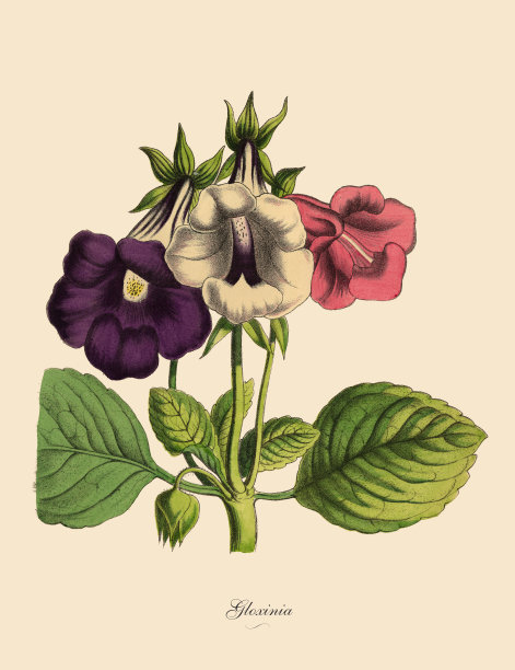 Gloxinia Plant，维多利亚植物学插图图片下载